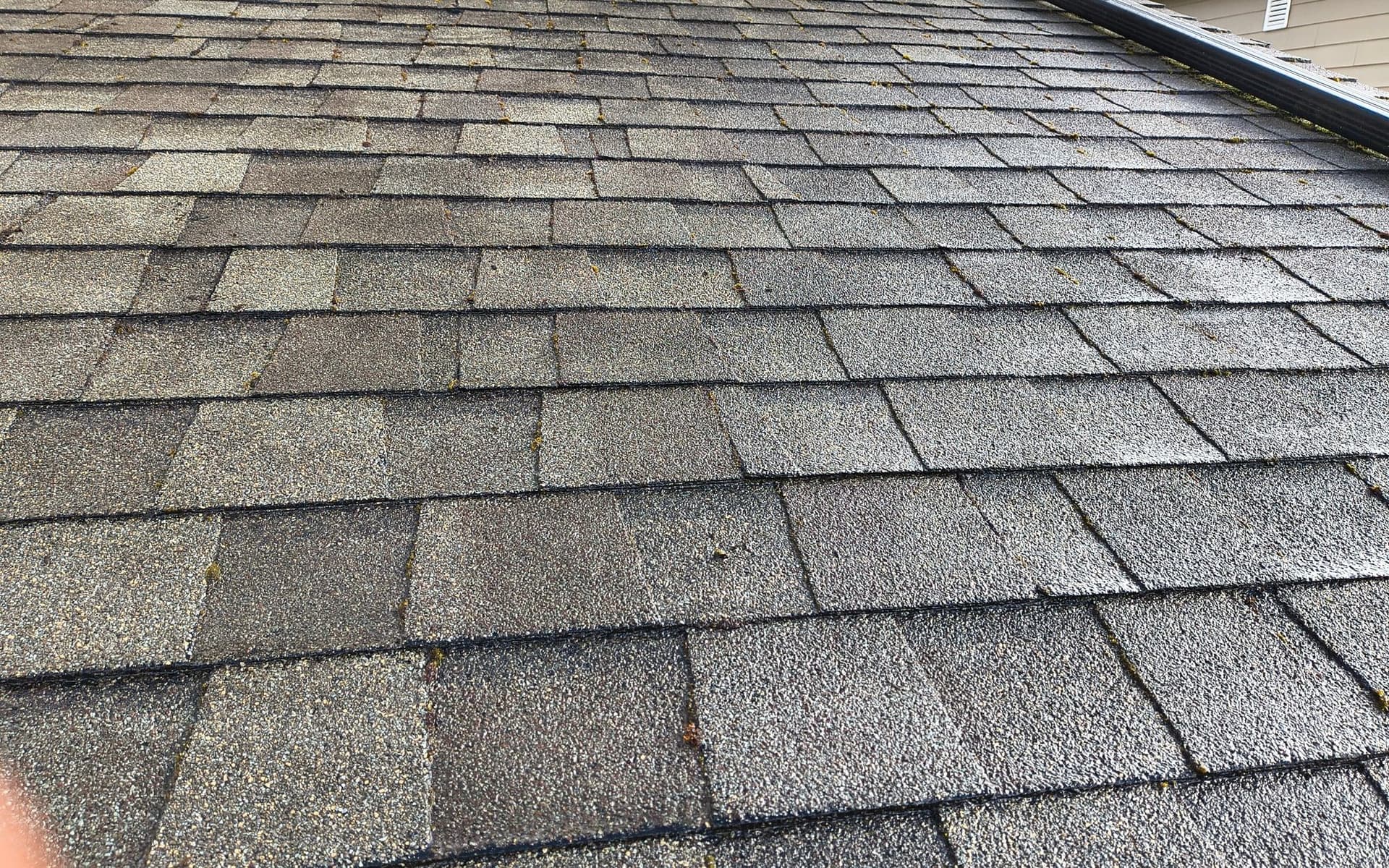 Moss, Algae, and Rain: Why Northwest Homes Need Regular Washing