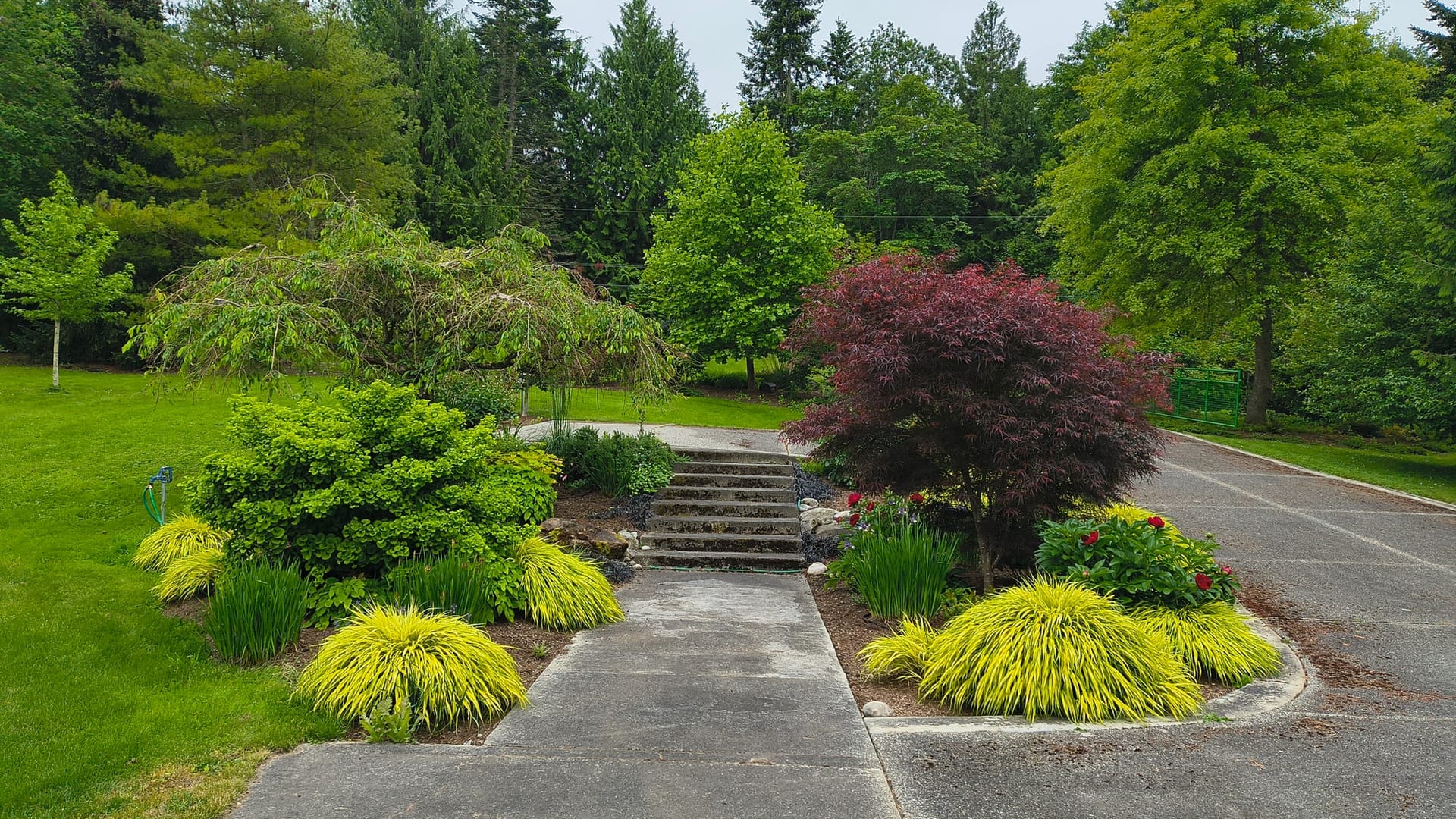 Landscaped garden with shaped plantings and concrete steps in Lynnwood, WA