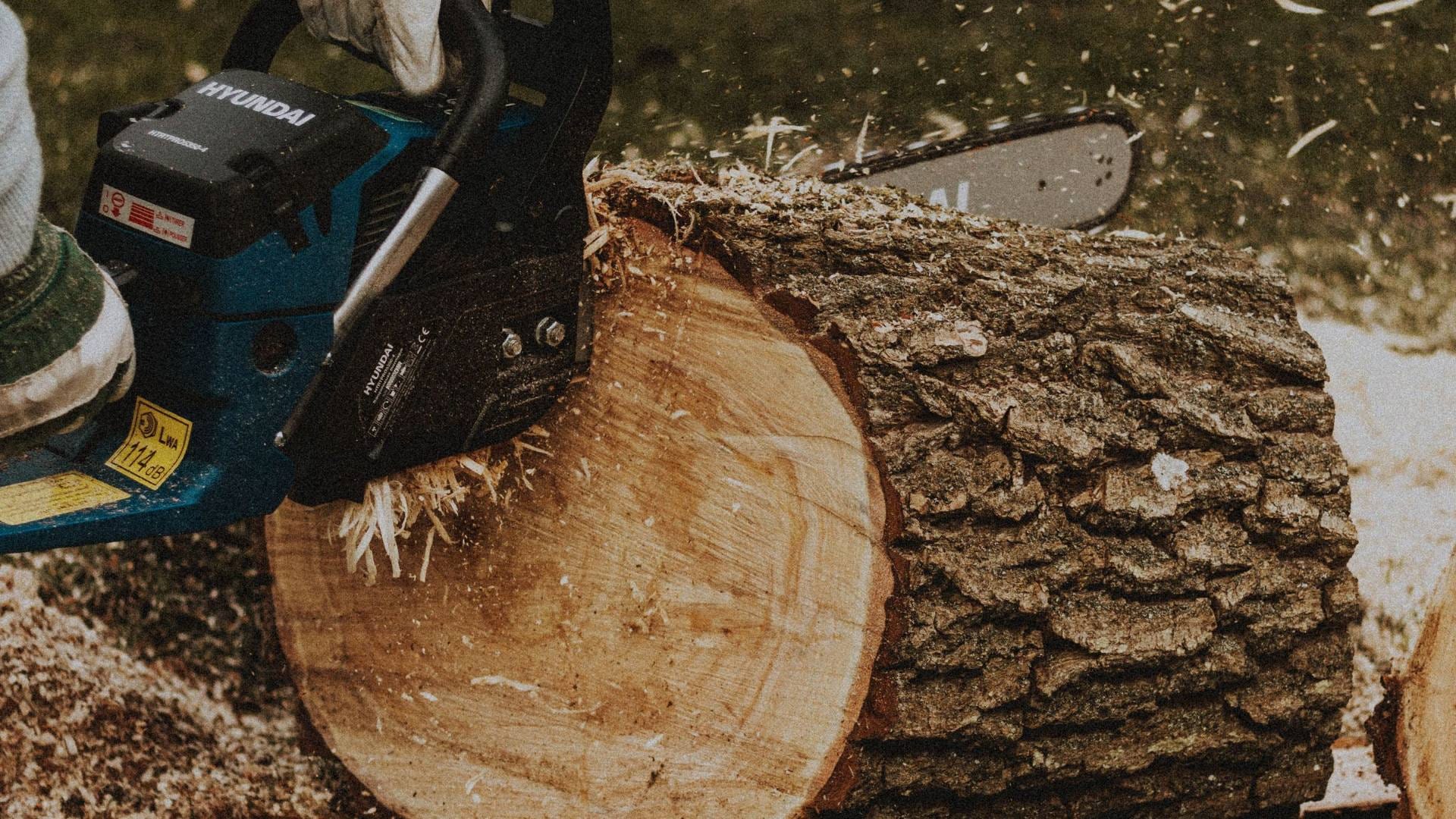 Tree Removal & Planting