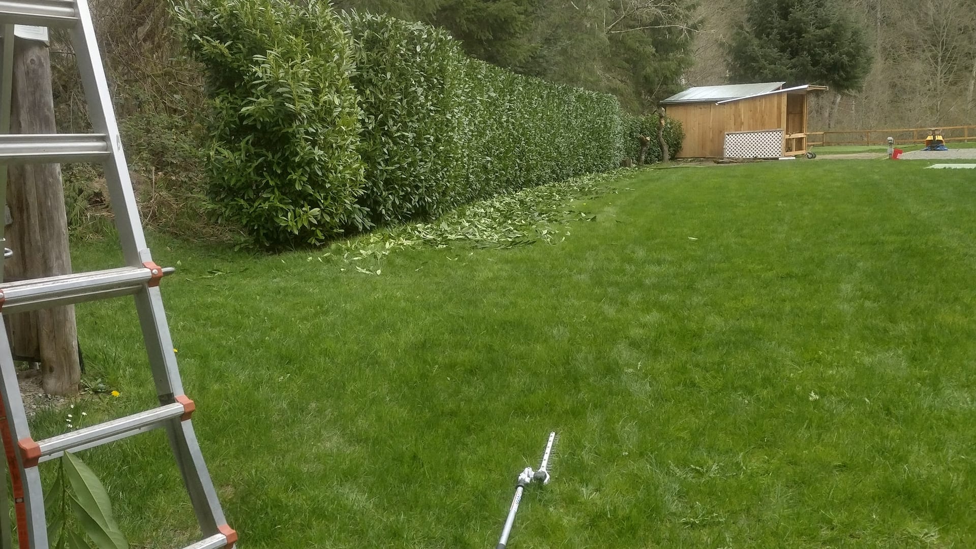 Tree & Hedge Trimming
