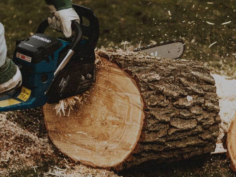 Tree Removal & Planting by Superlux Gardening & Landscaping