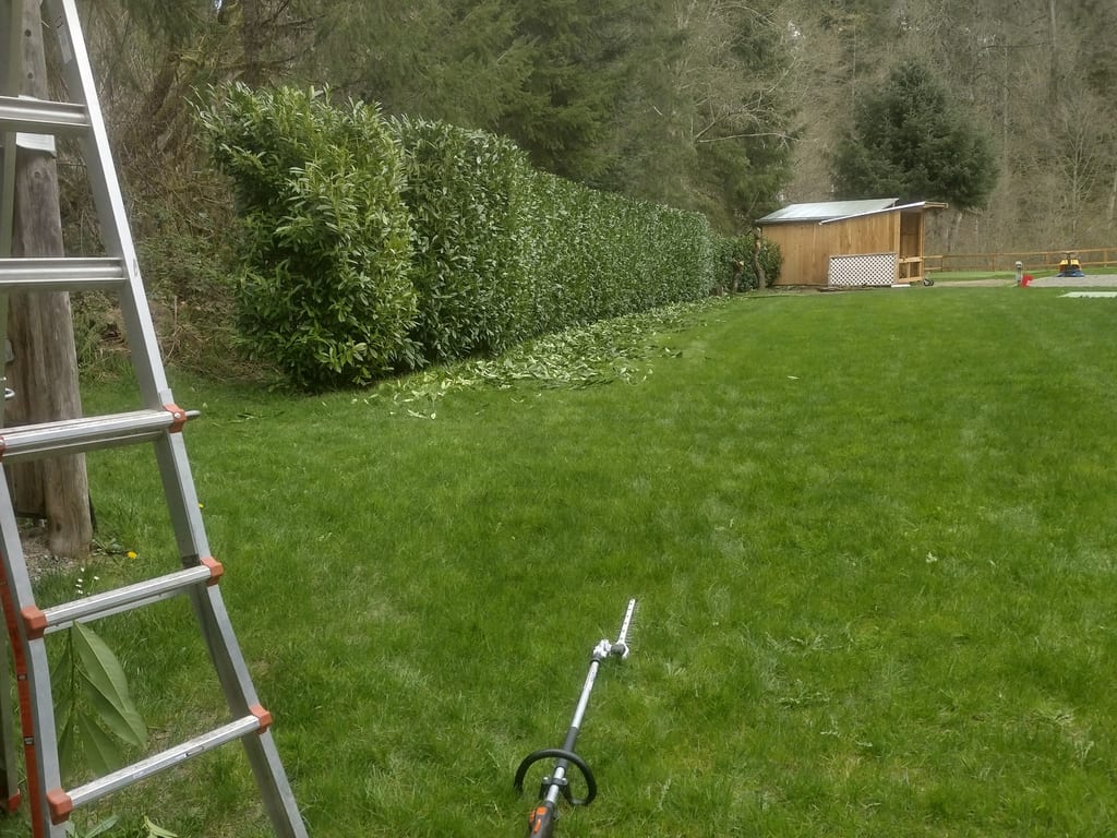 Tree & Hedge Trimming by Superlux Gardening & Landscaping